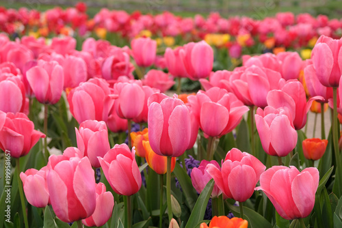 Pink tulip, tulipa  ‘Pink Impression’  in flower.