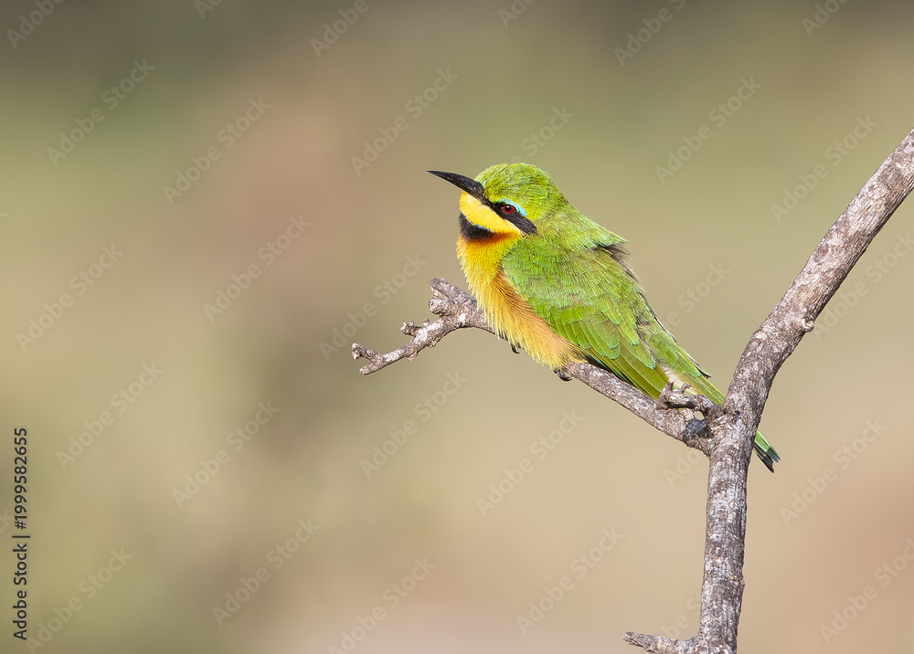 Obraz premium Crayola Bird