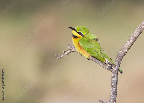Valokuva Crayola Bird