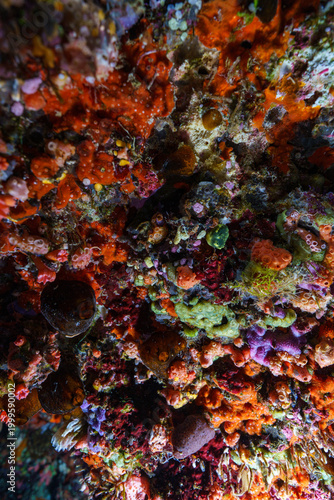 coral reef