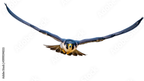 Photos Blue peregrine falcon in flight with outstretched wings