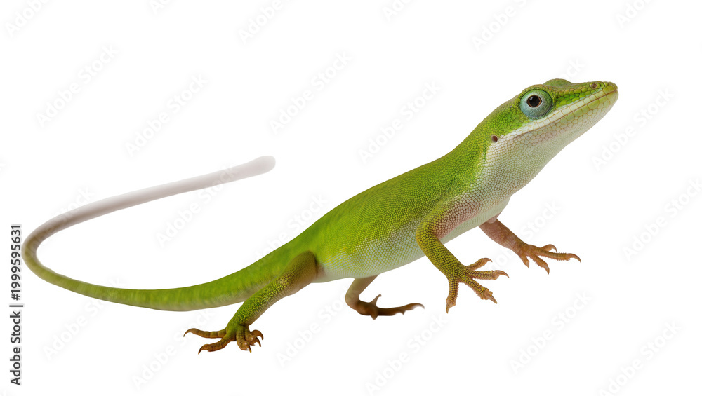 Fototapeta premium Vibrant Green Iguana Reptile with Scaly Skin and Long Tail
