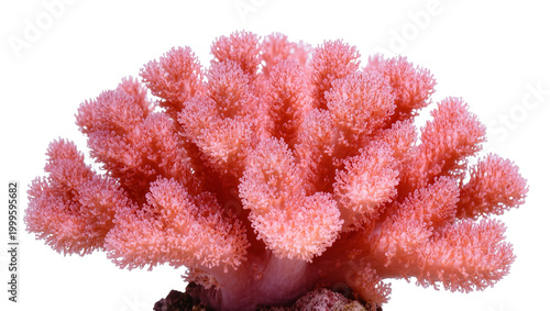 Konstfotografi Vibrant pink coral growth on rocky base in marine environment