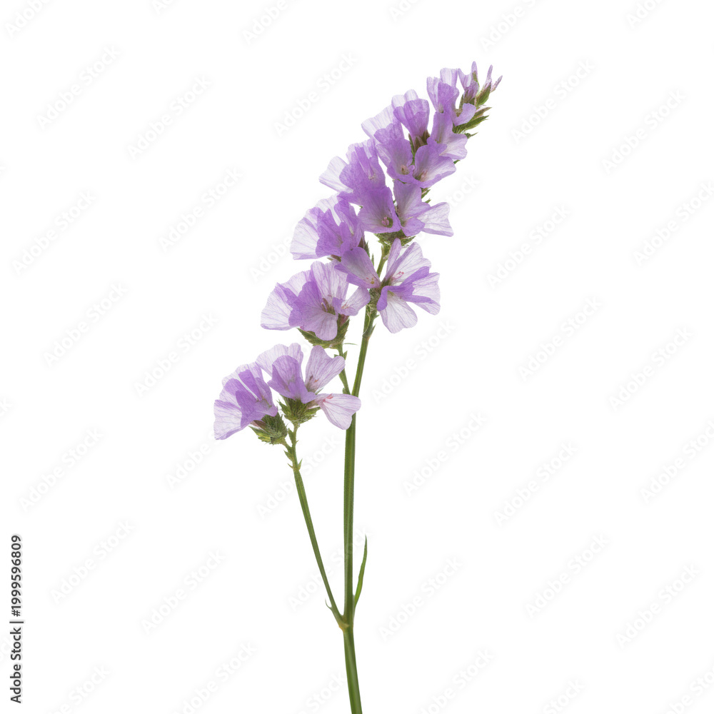 Obraz premium Delicate sprig of purple statice with tiny lavender blooms and green stems isolated on a transparent background in macro detail botanical purity concept