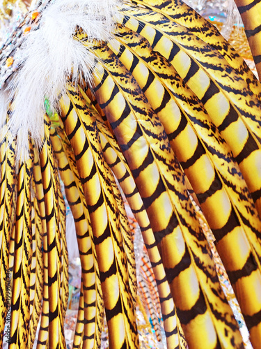 Fotografía Background of yellow and white pheasant feathers