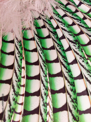 фотографія Background of green and white pheasant feathers