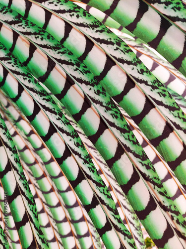 Background of green and white pheasant feathers. Pheasant tail feather texture for headdresses, party decorations, and stage costumes.