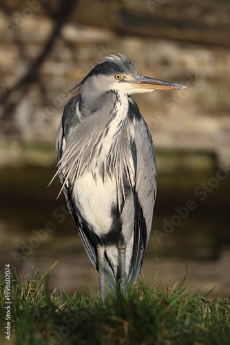 Photography Grey heron standing on river bank in front of brick wall in winter light