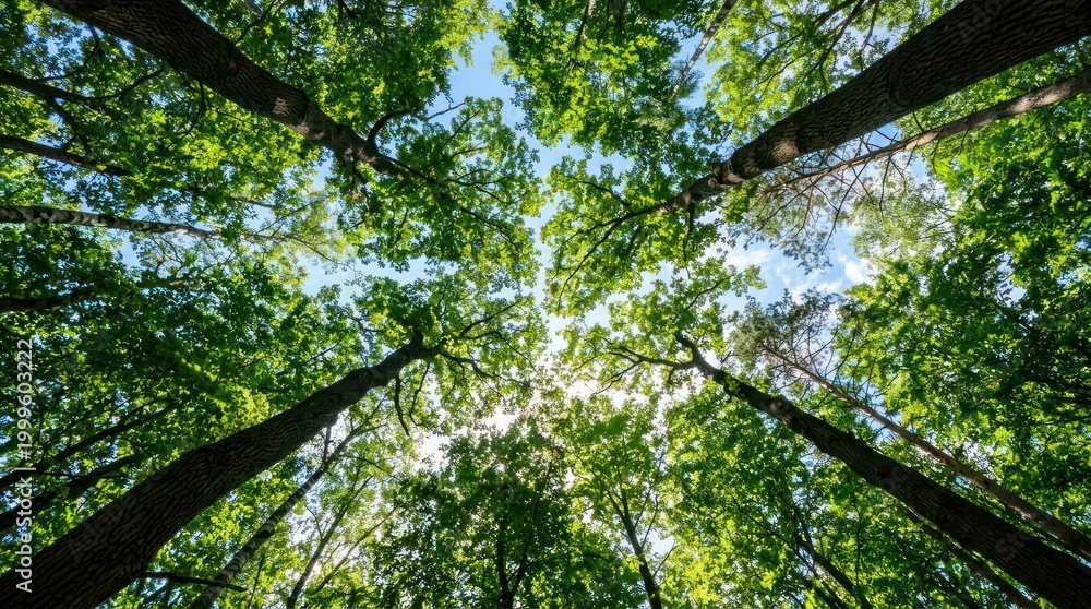Fototapeta premium Looking up through tall trees towards blue sky and sunlight