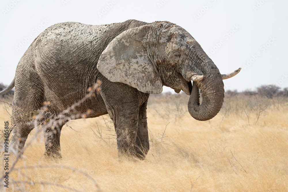 Fototapeta premium Mud covered African Elephant eating in Etosha National Park, Namibia, Africa