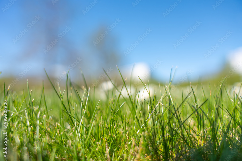 Fototapeta premium Green grass blades stretch under bright blue sky. Sunlight glows softly on dewy blades. Background trees blurred with gentle bokeh. Perfect for spring, summer, or nature-themed projects