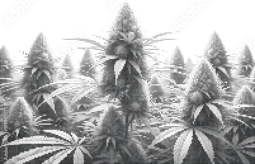 Abstract black and white halftone cannabis plants background, graphic grunge texture with marijuana leaves and buds pattern.