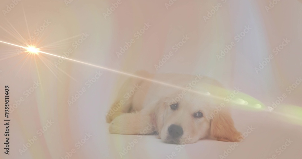 Fototapeta premium Lying light golden retriever puppy resting head on paws in studio, starburst flare crossing scene