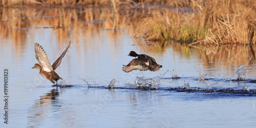 Couple of ducks taking off on a lake, Canada