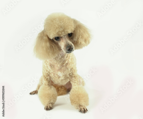 A beige, light-colored poodle with a beautiful haircut sits on a white background.