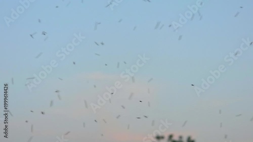 Mosquitos 240fps Slow Motion swarm of insects hovering and flying in a group against a clear blue sky during a warm summer sunset.