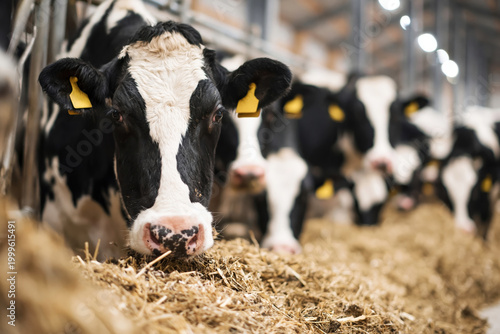 Dairy Cow in Barn. Close-up of black and white dairy cow standing in a barn with herd behind. Concept of agriculture, livestock farming and milk production. Dairy Cow in Modern Farm Barn