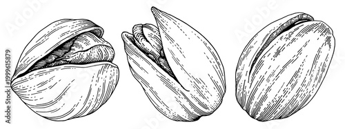 Pistachio nuts set hand drawn vintage engraving style illustration, pistachio kernels and shells isolated