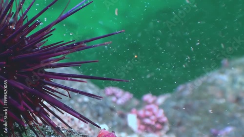 A vibrant purple sea urchin anchors to the rocky seabed. Tiny crimson creatures scuttle among delicate pink marine growths.