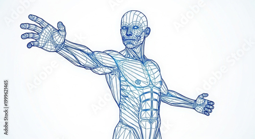 Anatomical illustration of human muscular system detailed view.