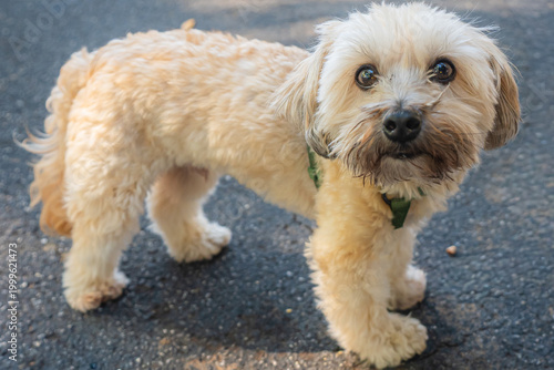 Just a ball of fur with feelings