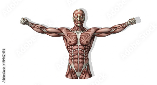 Anatomical illustration of human muscular system front view.