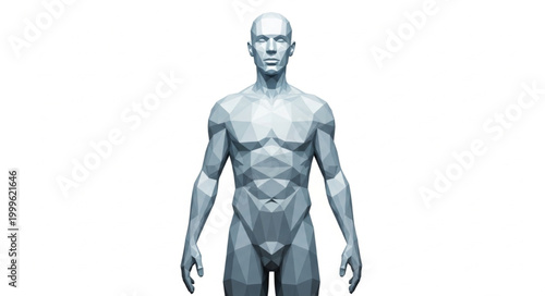 Anatomical human male figure in a neutral pose.