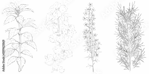 Botanical line art of five plant variants on white background