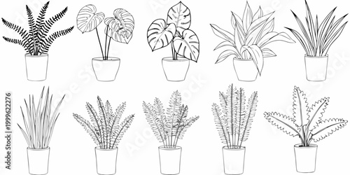 Potted plant collection line drawing of various indoor foliage