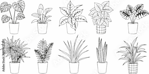 Potted plant collection twelve line drawing variants on white background