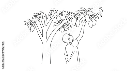 Man picking fruit from tree branch.