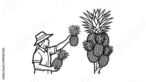 Man holding pineapples in farm.