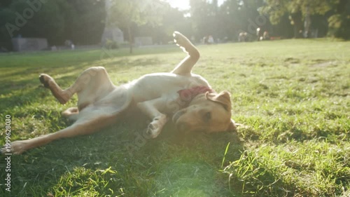 Sunny park scene with playful dog, Bright park where lively dog rolls and wiggles with vibrant toy close by