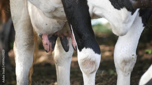 Close up of cow udder and teats with flies and insects in farm field