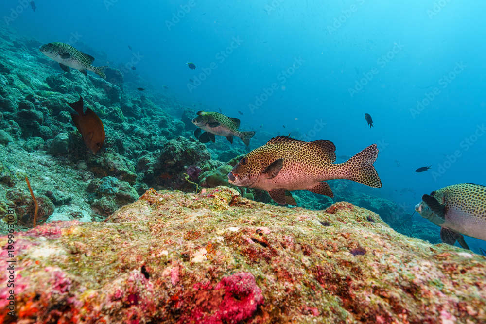 Fototapeta premium coral reef with fish