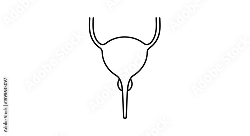 Uterus line drawing on white background high quality