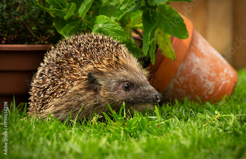 Hedgehog, Scientific name: Erinaceus europaeus.  Close up of a European hedgehog foraging at dusk amongst herbs and plant pots.  Horizontal.  Copy space