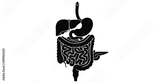 Human digestive system silhouette on a white background