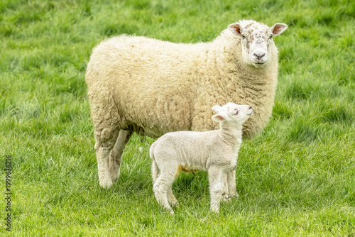 Mother sheep and her newborn lamb in Springtime, stood in lush green meadow with little lamb looking up at her mum.  Horizontal.  Copy space