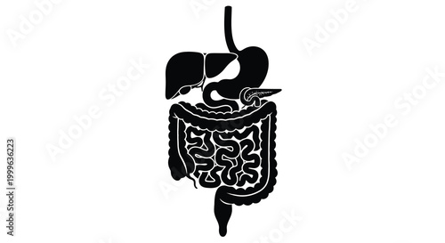 Human digestive system anatomy illustration black silhouette on white