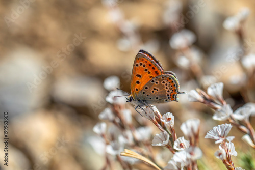 Foto ittle butterfly on leafy thorn, Lycaena lampon