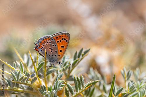 Foto ittle butterfly on leafy thorn, Lycaena lampon