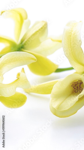A pair of bright yellow flowers sitting on a clean white background, perfect for use in designs and compositions where a pop of color is needed vertical frame