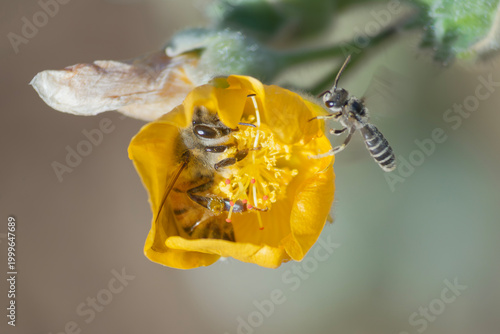 Cozy honeybee nestled in an Indian mallow flower with a curious sweat bee visitor