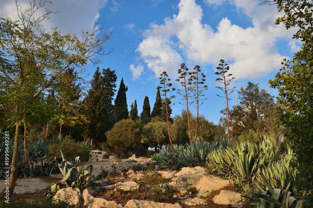 Naklejka premium Mediterranean garden landscape with Agave americana plants, dried flower stalks, Italian cypress trees and limestone rocks at Bloomfield Garden near Yemin Moshe neighborhood in Jerusalem, Israel