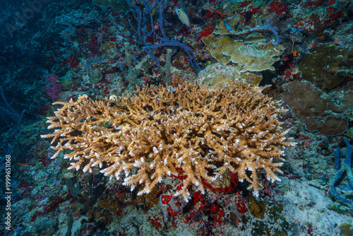 coral reef with fish