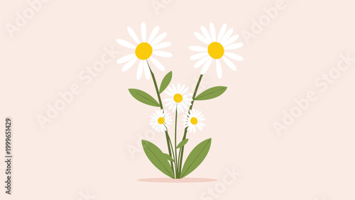 Group of white daisies with bright yellow centers and green leaves is illustrated against a soft pink background in a simple style.
