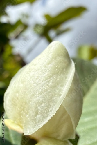 Fotografija Macro of a pure white guava flower bud with fine velvety texture