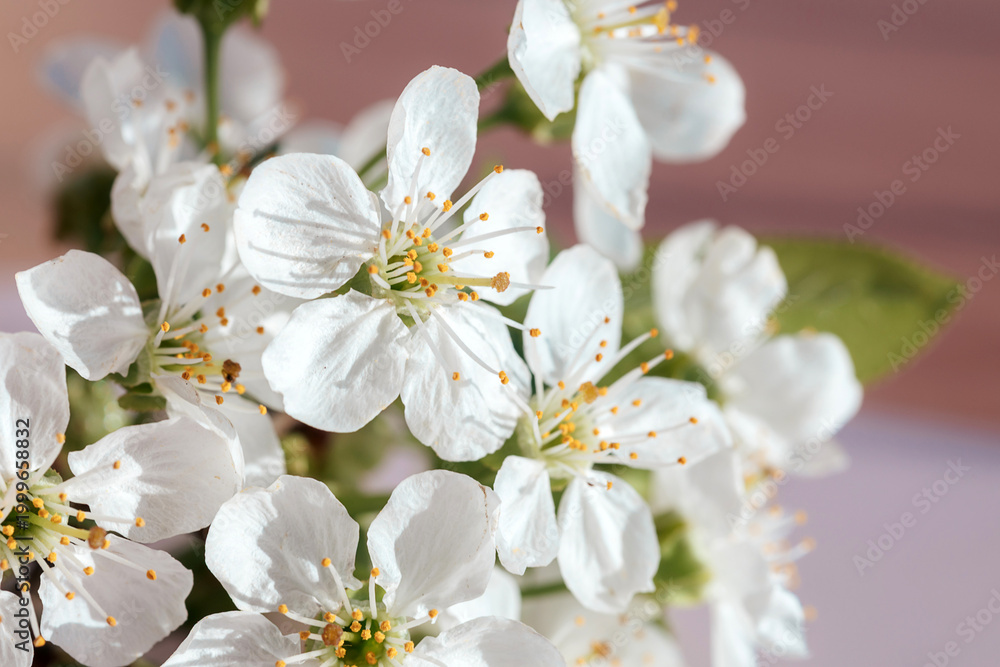 Fototapeta premium Blossoming Cherry Flowers Capture the Essence of Spring in a Sunlit Room, Filling the Air With Beauty and Freshness That Invites Tranquility and Joy