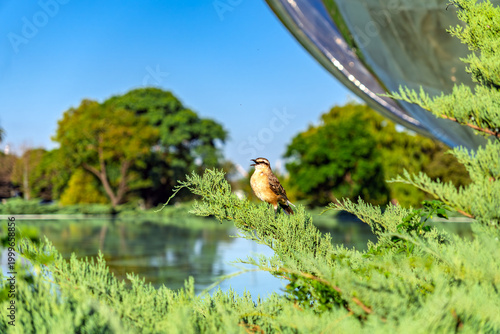 Small bird perched on a green conifer branch in a public park with a lake and trees in the background